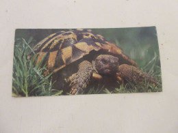 FICHE 300 PHOTO ANIMAUX Les TORTUES - Les RECORDS - Tiere