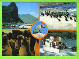 PHOQUES ET OISEAUX MARINS A L'ILE DUIKER --- Carte Vierge - South Africa