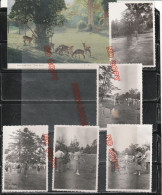 Fixe Japon Japan Deer In The Park Nara Post Card Et Photos - Asien