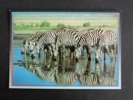 ZEBRE ZEBRA AFRICAN WILDLIFE - Zebras