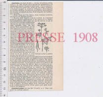 Doc 1908 Cerfeuil Cerfeuillère Culture Plante 231ZA5 - Non Classés