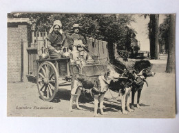 Belgique : Laitière Flamande - Attelage De Chiens - 1909 - Attelages