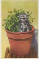 447 -Chat Dans Un Pot De Fleurs - Katzen