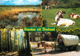 Brabant Multi Views Postcard - Andere & Zonder Classificatie