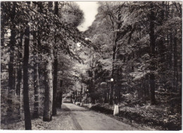 MONTE S. ANGELO ( FOGGIA) CARTOLINA -FORESTA UMBRA - VIALE S. ANTONIO - VIAGGIATA PER BERGAMO - 1961 - Foggia