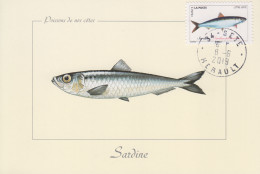 Carte  Maximum     FRANCE     Les  Poissons  De   Mer   :  Sardine    SETE    2019 - 2010-2019