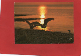 OISEAUX---Coucher De Soleil Sur La Mer--voir 2 Scans - Vögel