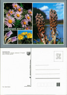 Postcard .Slowakei Tatranské Kvety Vysoké Tatry/Hohe Tatra Blumen 1987 - Slowakije