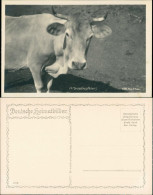 Ansichtskarte  Ochse - A Grosskopfeter 1930 - Altri & Non Classificati