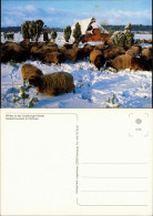 .Niedersachsen Heidschnucken Im Schnee, Winter In Der Lüneburger Heide 1990 - Lüneburger Heide