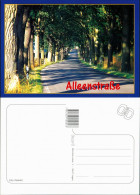 Ansichtskarte .Mecklenburg-Vorpommern Alleenstraße In Mecklenburg 2000 - Andere & Zonder Classificatie
