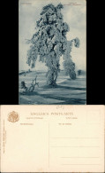 Schellerhau-Altenberg (Erzgebirge) Winter Landschaft, Baum Rauhfrost  1910 - Schellerhau