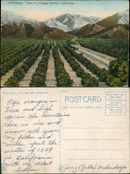 Kalifornien Old Baldy From The Orange Groves/Plantage Mit Orangen Bäumen 1929 - Autres & Non Classés