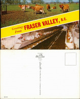 Fraser Valley Tiere Kühe Hühner Greeting Fraser Valley Kanada Canada 1975 - Autres & Non Classés