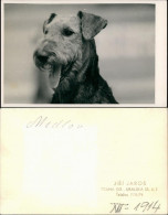 Tiere - Hunde Hund Auf Foto (Photo Atelier Praha, Prag) 1960 Privatfoto - Hunde