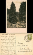 Ansichtskarte Altenbrak Umland-Ansicht Harz Region Wald Bachlauf 1932 - Autres & Non Classés