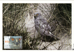 Owl, Owls, Eagle-owl, Hibou Grand-duc, Buho, Rapace NEDERLAND - 1995 Carte Maximum Card ,CM,MAXI CARD - Eulenvögel