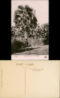 Postcard Dinder Sudan Fauna Bäume Baum Doleib Tree On The Dinder 1930 - Soudan