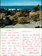 Punta Del Este Tiere Seelöwen Bei Punta Del Este Uruquay Isla De Lobos 1980 - Uruguay