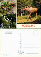 Ulfö (Västernorrlands Län) NORRLAND FÄRGERNAS LAND Vildmark Mehrbild  Elch 1980 - Suède