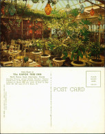 Clearwater (Florida) Patio Room At The KAPOK TREE INN, Botanik, Pflanzen 1960 - Andere & Zonder Classificatie