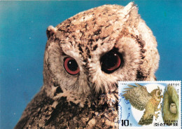 Owl, Owls, Eagle-owl, Hibou Grand-duc, OTUS, Rapace D.P.R. KOREA - 1992 Carte Maximum Card ,CM,MAXI CARD - Eulenvögel