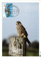 Owl, Owls, Eagle-owl, Hibou Grand-duc, OVERAL, Rapace NEDERLAND - 1995 Carte Maximum Card ,CM,MAXI CARD - Uilen
