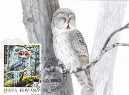 Owl, Owls, Eagle-owl, Hibou Grand-duc, STRIX OCCIDETALISL, Rapace ROMANIA - 1993 Carte Maximum Card ,CM,MAXI CARD - Uilen