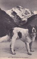 SUISSE(BERNE) TYPE(CHIEN) - Berne