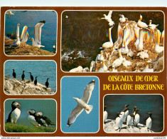 CPSM Oiseaux De Mer De La Côte Bretonne                              L2736 - Bretagne