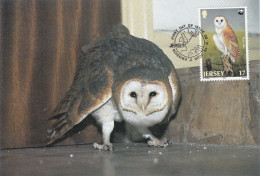 Owl, Owls, Eagle-owl, Hibou Grand-duc, Rapace TYTO ALBA ,JERSEY - 1989 Carte Maximum Card ,CM,MAXI CARD,FDC CANCELATION - Eulenvögel