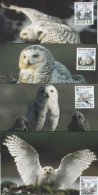 Owl, Owls, Eagle-owl, Hibou Grand-duc, Rapace GRONLAND 4X, Carte Maximum Card ,CM,MAXI CARD,NO CANCELLATION - Búhos, Lechuza