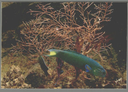CPM - Poisson - Musée Océanographique De Monaco - Girelle Exotique - Fish & Shellfish