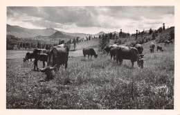 15-SCENE DU CANTAL-PATURAGES-N°426-D/0293 - Autres & Non Classés