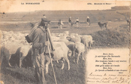 14-SCENE NORMANDE-PATURAGE-MOUTONS ET BERGER-N°426-B/0285 - Other & Unclassified