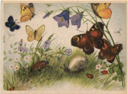Schnecke - Maikäfer - Schmetterling - Andere & Zonder Classificatie