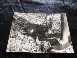 P-934 , Photo , Chien, Petit Teckel, 1971 - Other & Unclassified