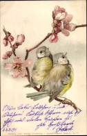 Lithographie Vögel, Meisen Auf Einem Blütenzweig - Autres & Non Classés