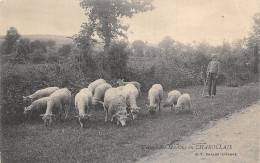71-MOUTONS CHAROLLAIS-N°432-H/0051 - Other & Unclassified