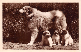 64-SCENE DES PYRENEES-CHIENS DES PYRENNEES-N°432-F/0227 - Autres & Non Classés