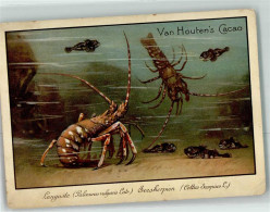 39443431 - Languste Und Seeskorpion Sammelkarte Van Houtens Cacao Keine AK - Fische Und Schaltiere