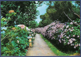 Madeira - Hortências Nas Queimadas - Madeira