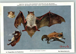 39151431 - Zootiere Aus Belgien Nr. 54  Fledermaus Sign. L. Henderickx - Autres & Non Classés