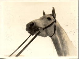 Photographie Photo Vintage Snapshot Anonyme Cheval  - Other & Unclassified