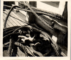 Photographie Photo Vintage Snapshot Anonyme Bateau Chat Cordage  Voilier Voile - Other & Unclassified