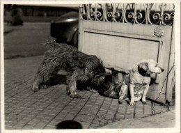 Photographie Photo Vintage Snapshot Anonyme Chien Drôle Gag  - Other & Unclassified