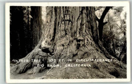 39746231 - Vater Baum Redwood Umfang 108 Fuss - Other & Unclassified