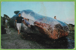 Santa Maria - Pesca Da Baleia - Whale - Baleine - Açores - Portugal - Açores