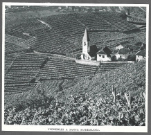 1950  --  ITALIE . VIGNOBLES A SANTA MADDALENA . 4B255 - Non Classés