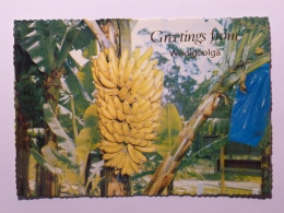 CULTURE DE BANANE - Ripe Bunch Of Bananas - Greetings From Woolgoolga / Australie - Carte Postale Autralienne - Cultures